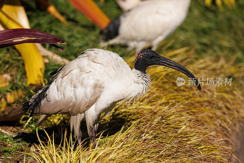 Threskiornis moluccus，澳大利亚白鹮